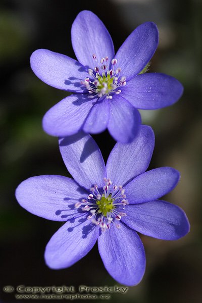 Jaterník podléška (Hepatica nobilis), Jaterník podléška (Hepatica nobilis), Autor: Ondřej Prosický, Model aparátu: Canon EOS 20D, Objektiv Canon EF 100mm f/2.8 Macro USM, Přepočtené ohnisko: 160mm, fotografováno z ruky, Clona: 3.5, Doba expozice: 1/1250 s, ISO: 200, Měření: celoplošné se zdůrazněným středem, Kompenzace expozice: -2/3 EV, Blesk: ne, Vytvořeno: 22. dubna 2006 9:53, Skryje, CHKO Křivoklátsko (ČR)