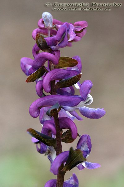 Dymnivka dutá (Corydalis cava), Dymnivka dutá (Corydalis cava), Autor: Ondřej Prosický, Model aparátu: Canon EOS 20D, Objektiv Canon EF 100mm f/2.8 Macro USM, Přepočtené ohnisko: 160mm, fotografováno z ruky, Clona: 5.0, Doba expozice: 1/200 s, ISO: 400, Měření: celoplošné se zdůrazněným středem, Kompenzace expozice: -1/3 EV, Blesk: ne, Vytvořeno: 22. dubna 2006 10:18, Skryje, CHKO Křivoklátsko (ČR)