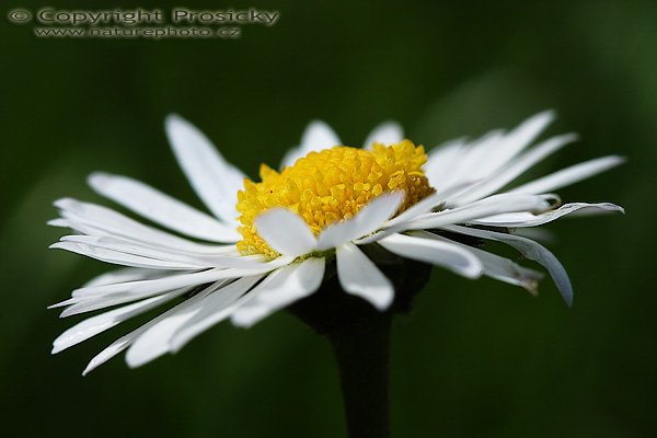 Sedmikráska chudobka (Bellis perennis), Sedmikráska chudobka (Bellis perennis), Autor: Ondřej Prosický, Model aparátu: Canon EOS 20D, Objektiv Canon EF 100mm f/2.8 Macro USM, Přepočtené ohnisko: 160mm, fotografováno z ruky, Clona: 10.0, Doba expozice: 1/200 s, ISO: 100, Měření: celoplošné se zdůrazněným středem, Kompenzace expozice: -1/3 EV, Blesk: ne, Vytvořeno: 1. května 2006 13:21, Tuchlovice - Srby (ČR)