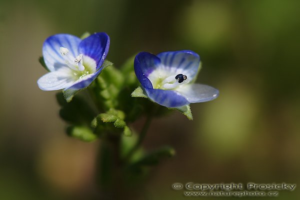 Rozrazil rezekvítek (Veronica chamaedrys), Rozrazil rezekvítek (Veronica chamaedrys), velikost květu 2 mm, Autor: Ondřej Prosický, Model aparátu: Canon EOS 20D, Objektiv Canon EF 100mm f/2.8 Macro USM, Přepočtené ohnisko: 160mm, fotografováno z ruky, Clona: 5.6, Doba expozice: 1/200 s, ISO: 100, Měření: celoplošné se zdůrazněným středem, Kompenzace expozice: -1/3 EV, Blesk: ne, Vytvořeno: 1. května 2006 13:26, Tuchlovice - Srby (ČR)