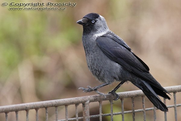 Kavka obecná (Corvus monedula), Kavka obecná (Corvus monedula), Autor: Ondřej Prosický, Model aparátu: Canon EOS 20D, Objektiv Canon EF 400mm f/5.6 L USM, TC Kenko SHQ 1,5x, Přepočtené ohnisko: 960 mm, stativ Gitzo 1227 + 1377M, Clona: 5.6, Doba expozice: 1/250 s, ISO: 400, Měření: celoplošné se zdůrazněným středem, Kompenzace expozice: 0 EV, Blesk: Ano (Sigma EF-500 DG Super + Better Beamer, korekce -2 EV), Vytvořeno: 30. dubna 2006 11:37, Praha - Troja (ČR)