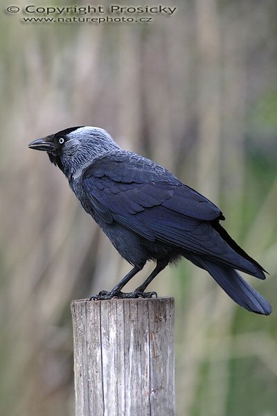 Kavka obecná (Corvus monedula), Kavka obecná (Corvus monedula), Autor: Ondřej Prosický, Model aparátu: Canon EOS 20D, Objektiv Canon EF 400mm f/5.6 L USM, TC Kenko SHQ 1,5x, Přepočtené ohnisko: 960 mm, stativ Gitzo 1227 + 1377M, Clona: 5.6, Doba expozice: 1/250 s, ISO: 400, Měření: celoplošné se zdůrazněným středem, Kompenzace expozice: 0 EV, Blesk: Ano (Sigma EF-500 DG Super + Better Beamer, korekce -2 EV), Vytvořeno: 30. dubna 2006 11:32, Praha - Troja (ČR)