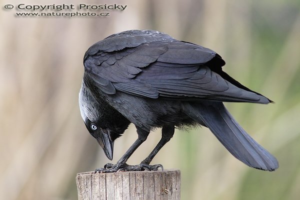 Kavka obecná (Corvus monedula), Kavka obecná (Corvus monedula), Autor: Ondřej Prosický, Model aparátu: Canon EOS 20D, Objektiv Canon EF 400mm f/5.6 L USM, TC Kenko SHQ 1,5x, Přepočtené ohnisko: 960 mm, stativ Gitzo 1227 + 1377M, Clona: 5.6, Doba expozice: 1/250 s, ISO: 400, Měření: celoplošné se zdůrazněným středem, Kompenzace expozice: 0 EV, Blesk: Ano (Sigma EF-500 DG Super + Better Beamer, korekce -2 EV), Vytvořeno: 30. dubna 2006 11:48, Praha - Troja (ČR)