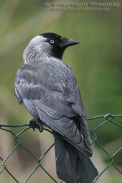 Kavka obecná (Corvus monedula), Kavka obecná (Corvus monedula), Autor: Ondřej Prosický, Model aparátu: Canon EOS 20D, Objektiv Canon EF 400mm f/5.6 L USM, TC Kenko SHQ 1,5x, Přepočtené ohnisko: 960 mm, stativ Gitzo 1227 + 1377M, Clona: 5.6, Doba expozice: 1/250 s, ISO: 400, Měření: celoplošné se zdůrazněným středem, Kompenzace expozice: -1/3 EV, Blesk: Ano (Sigma EF-500 DG Super + Better Beamer, korekce -2 EV), Vytvořeno: 30. dubna 2006 11:17, Praha - Troja (ČR)