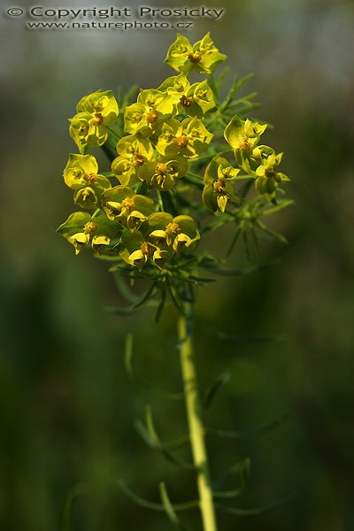 Pryšec chvojka (Euphorbia acyparissias),  Pryšec chvojka (Euphorbia acyparissias), Autor: Ondřej Prosický, Model aparátu: Canon EOS 20D, Objektiv Canon EF 100mm f/2.8 Macro USM, Přepočtené ohnisko: 160mm, fotografováno z ruky, Clona: 4.5, Doba expozice: 1/250 s, ISO: 100, Měření: celoplošné se zdůrazněným středem, Kompenzace expozice: -1/3 EV, Blesk: ne, Vytvořeno: 6. května 2006 10:43, Poděbrady (ČR)