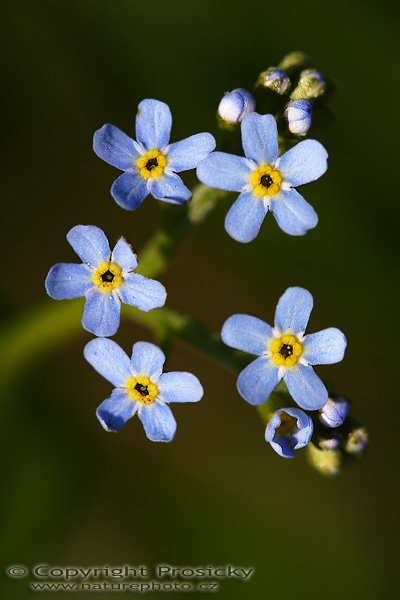 Pomněnka bahení (Myosotis scorpioides), Pomněnka bahení (Myosotis scorpioides), velikost květu 3 mm, Autor: Ondřej Prosický, Model aparátu: Canon EOS 20D, Objektiv Canon EF 100mm f/2.8 Macro USM, Přepočtené ohnisko: 160mm, fotografováno z ruky, Clona: 5.0, Doba expozice: 1/320 s, ISO: 100, Měření: celoplošné se zdůrazněným středem, Kompenzace expozice: -1/3 EV, Blesk: ne, Vytvořeno: 7. května 2006 11:47, Bílek u Chotěboře, Vysočina (ČR)