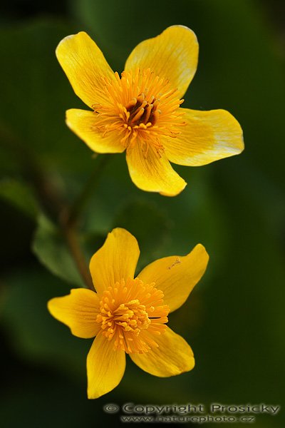 Blatouch bahenní (Caltha palustris), Blatouch bahenní (Caltha palustris), Autor: Ondřej Prosický, Model aparátu: Canon EOS 20D, Objektiv Canon EF 100mm f/2.8 Macro USM, Přepočtené ohnisko: 160mm, fotografováno z ruky, Clona: 4.0, Doba expozice: 1/200 s, ISO: 200, Měření: celoplošné se zdůrazněným středem, Kompenzace expozice: -1/3 EV, Blesk: ne, Vytvořeno: 6. května 2006 18:39, Golčův Jeníkov, Vysočina (ČR)