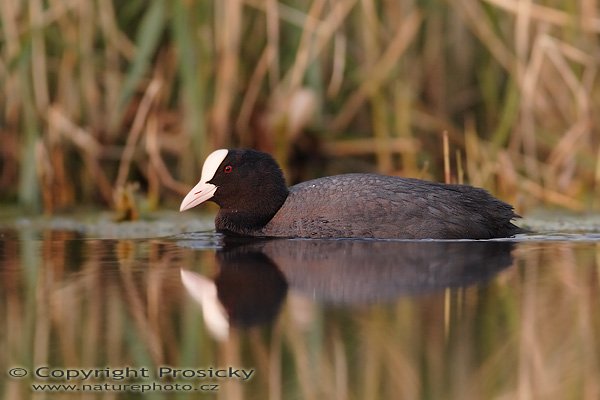 Lyska černá (Fulica atra), Lyska černá (Fulica atra), Autor: Ondřej Prosický, Model aparátu: Canon EOS 20D, Objektiv Canon EF 400mm f/5.6 L USM, Přepočtené ohnisko: 640 mm, stativ Gitzo 1227 + 1377M, Clona: 5.6, Doba expozice: 1/250 s, ISO: 400, Měření: celoplošné se zvýrazněným středem, Kompenzace expozice: -2/3, Blesk: Ano (sigma EF-500 DG Super + Better Beamer), Vytvořeno: 5. května 2006 19:51, pískovna Vojkovice (ČR)