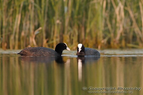 Lyska černá (Fulica atra), Lyska černá (Fulica atra), Autor: Ondřej Prosický, Model aparátu: Canon EOS 20D, Objektiv Canon EF 400mm f/5.6 L USM, Přepočtené ohnisko: 640 mm, stativ Gitzo 1227 + 1377M, Clona: 6.3, Doba expozice: 1/250 s, ISO: 200, Měření: celoplošné se zvýrazněným středem, Kompenzace expozice: -2/3, Blesk: Ano (sigma EF-500 DG Super + Better Beamer), Vytvořeno: 5. května 2006 19:35, pískovna Vojkovice (ČR)