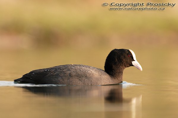 Lyska černá (Fulica atra), Lyska černá (Fulica atra), Autor: Ondřej Prosický, Model aparátu: Canon EOS 20D, Objektiv Canon EF 400mm f/5.6 L USM, Přepočtené ohnisko: 640 mm, stativ Gitzo 1227 + 1377M, Clona: 6.3, Doba expozice: 1/250 s, ISO: 200, Měření: celoplošné se zvýrazněným středem, Kompenzace expozice: +1/3 EV, Blesk: Ne, Vytvořeno: 5. května 2006 18:52, pískovna Vojkovice (ČR)