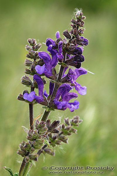 Šalvěj luční (Salvia pratensis), Šalvěj luční (Salvia pratensis), Autor: Ondřej Prosický, Model aparátu: Canon EOS 20D, Objektiv Canon EF 100mm f/2.8 Macro USM, Přepočtené ohnisko: 160mm, fotografováno z ruky, Clona: 8.0, Doba expozice: 1/60 s, ISO: 100, Měření: celoplošné se zdůrazněným středem, Kompenzace expozice: -1/3 EV, Blesk: ne, Vytvořeno: 13. května 2006 10:34, PP Koda, Český Kras (ČR)