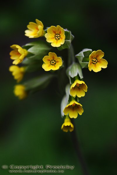 Prvosenka jarní (Primula veris), Prvosenka jarní (Primula veris), Autor: Ondřej Prosický, Model aparátu: Canon EOS 20D, Objektiv Canon EF 100mm f/2.8 Macro USM, Přepočtené ohnisko: 160mm, stativ Gitzo 1227 + 1377, Clona: 4.0, Doba expozice: 1/160 s, ISO: 400, Měření: celoplošné se zdůrazněným středem, Kompenzace expozice: -1/3 EV, Blesk: ne, Vytvořeno: 11. května 2006 11:33, PP Koda, Český Kras (ČR)