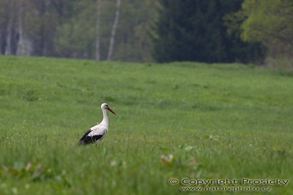 Čáp bílý (Ciconia ciconia), Čáp bílý (Ciconia ciconia), Autor: Ondřej Prosický, Model aparátu: Canon EOS 20D, Objektiv Canon EF 400mm f/5.6 L USM, Přepočtené ohnisko: 640 mm, stativ Gitzo 1227 + 1377M, Clona: 5.6, Doba expozice: 1/320 s, ISO: 100, Měření: celoplošné se zvýrazněným středem, Kompenzace expozice: -1/3 EV, Blesk: ne, Vytvořeno: 7. května 2006 15:25, ®dár nad Sázavou (ČR)