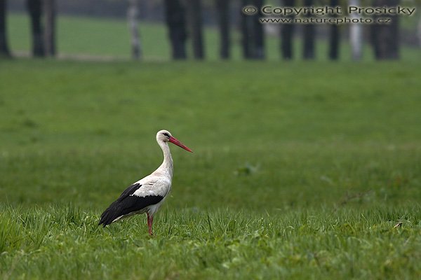 Čáp bílý (Ciconia ciconia), Čáp bílý (Ciconia ciconia), Autor: Ondřej Prosický, Model aparátu: Canon EOS 20D, Objektiv Canon EF 400mm f/5.6 L USM, Přepočtené ohnisko: 640 mm, stativ Gitzo 1227 + 1377M, Clona: 5.6, Doba expozice: 1/800 s, ISO: 200, Měření: celoplošné se zvýrazněným středem, Kompenzace expozice: -1/3 EV, Blesk: ne, Vytvořeno: 7. května 2006 15:24, ®dár nad Sázavou (ČR)