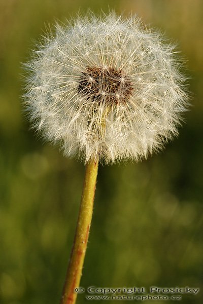 Smetanka lékařská "pampeliška obecná" (Taraxacum officinale), Smetanka lékařská "pampeliška obecná" (Taraxacum officinale), velikost květu 2 mm, Autor: Ondřej Prosický, Model aparátu: Canon EOS 20D, Objektiv Canon EF 100mm f/2.8 Macro USM, Přepočtené ohnisko: 160mm, fotografováno z ruky, Clona: 8.0, Doba expozice: 1/125 s, ISO: 100, Měření: celoplošné se zdůrazněným středem, Kompenzace expozice: -1/3 EV, Blesk: ne, Vytvořeno: 15. května 2006 19:00, Dolní Počernice, Praha (ČR)