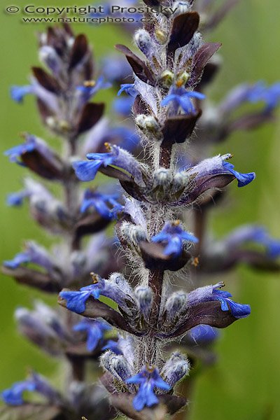 Zběhovec plazivý (Ajuga reptans), Zběhovec plazivý (Ajuga reptans), Autor: Ondřej Prosický, Model aparátu: Canon EOS 20D, Objektiv Canon EF 100mm f/2.8 Macro USM, Přepočtené ohnisko: 160mm, stativ Gitzo G1227 + kulová hlava G1377M, Clona: 5.0, Doba expozice: 1/50 s, ISO: 400, Měření: celoplošné se zdůrazněným středem, Kompenzace expozice: 0 EV, Blesk: ne, Vytvořeno: 6. května 2006 19:30, Golčův Jeníkov, Vysočina (ČR)