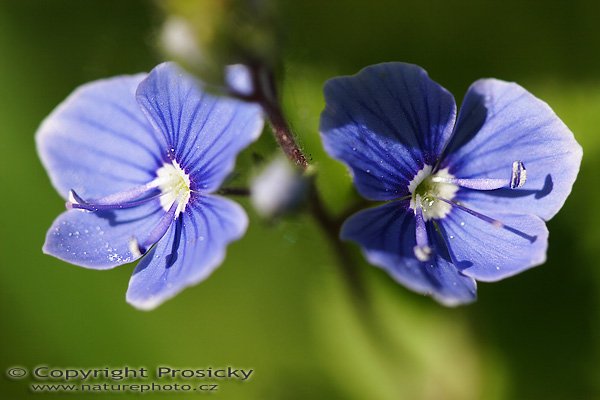 Rozrazil rezekvítek (Veronica chamaedrys), Rozrazil rezekvítek (Veronica chamaedrys), Autor: Ondřej Prosický, Model aparátu: Canon EOS 20D, Objektiv Canon EF 100mm f/2.8 Macro USM, Přepočtené ohnisko: 160mm, fotografováno z ruky, Clona: 5.0, Doba expozice: 1/250 s, ISO: 100, Měření: celoplošné se zdůrazněným středem, Kompenzace expozice: -2/3 EV, Blesk: ne, Vytvořeno: 20. května 2006 8:57, Valteřice u České Lípy (ČR)