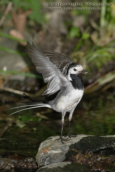 Konipas bílý (Motacilla alba), Konipas bílý (Motacilla alba), Autor: Ondřej Prosický, Model aparátu: Canon EOS 20D, Objektiv Canon EF 400mm f/5.6 L USM, Přepočtené ohnisko: 640 mm, stativ Gitzo 1227 + 1377M, fotografováno z krytu, Clona: 5.6, Doba expozice: 1/200 s, ISO: 800, Měření: celoplošné se zvýrazněným středem, Kompenzace expozice: -0 EV, Blesk: ano (externí Sigma EF-500 DG Super, -2/3 EV), Vytvořeno: 21. května 2006 12:24, Valteřice (ČR)