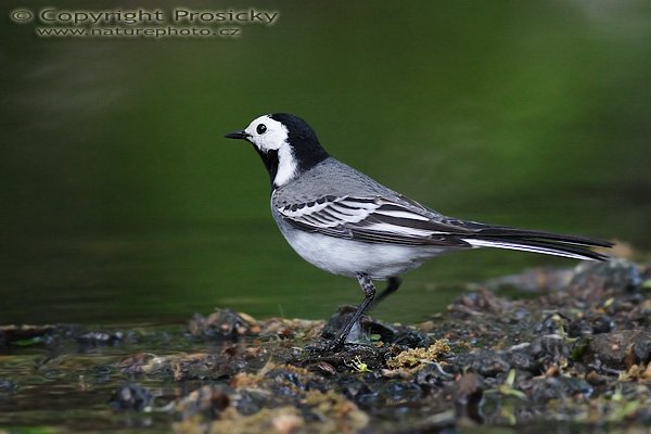 Konipas bílý (Motacilla alba), Konipas bílý (Motacilla alba), Autor: Ondřej Prosický, Model aparátu: Canon EOS 20D, Objektiv Canon EF 400mm f/5.6 L USM, Přepočtené ohnisko: 640 mm, stativ Gitzo 1227 + 1377M, fotografováno z krytu, Clona: 5.6, Doba expozice: 1/80 s, ISO: 800, Měření: celoplošné se zvýrazněným středem, Kompenzace expozice: -1 EV, Blesk: ne, Vytvořeno: 19. května 2006 19:36, Valteřice (ČR)