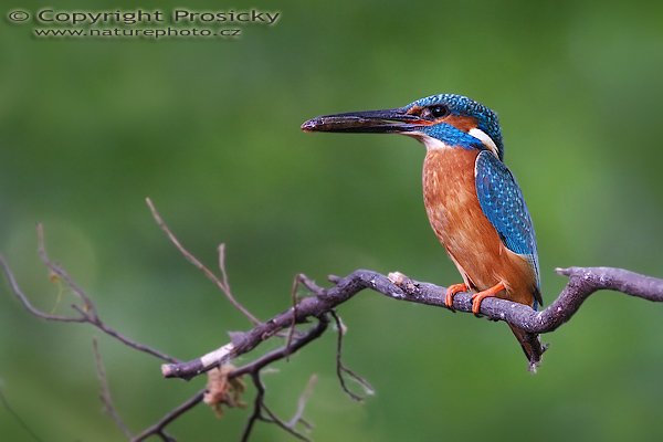 Ledňáček říční (Alcedo atthis),  Ledňáček říční (Alcedo atthis), Autor: Ondřej Prosický, Model aparátu: Canon EOS 20D, Objektiv Canon EF 400mm f/5.6 L USM, Přepočtené ohnisko: 640 mm, stativ Gitzo 1227 + 1377M, fotografováno z krytu, Clona: 5.6, Doba expozice: 1/50 s, ISO: 400, Měření: celoplošné se zvýrazněným středem, Kompenzace expozice: -1/3 EV, Blesk: ne, Vytvořeno: 19. května 2006 19:23, Valteřice (ČR)