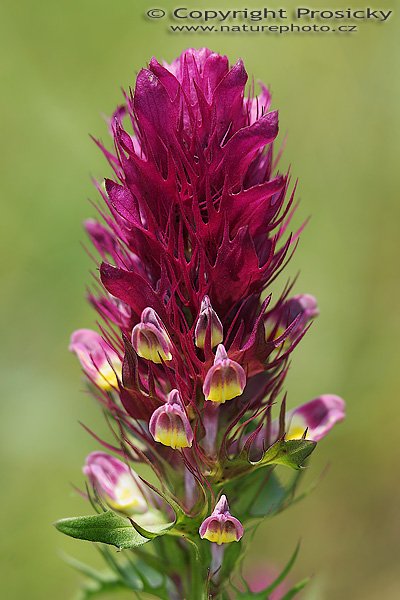 Černýš rolní (Melanpyrum arvense), Černýš rolní (Melampyrum arvense) Autor: Ondřej Prosický, Model aparátu: Canon EOS 20D, Objektiv: Canon EF 100mm f/2.8 Macro USM, fotografováno z ruky, Doba expozice: 1/250 s, Clona: 4.00, ISO: 100, Kompenzace expozice: -1/3, Měření expozice: celoplošné se zvýrazněným středem, Blesk: Ano (vestavěný s rozptylkou), Vytvořeno: 5. června 2006 11:41:25, Lednicko-Valtický areál (ČR)