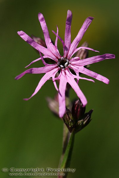 Kohoutek luční (Lychnis flos-cuculi), Kohoutek luční (Lychnis flos-cuculi), Autor: Ondřej Prosický, Model aparátu: Canon EOS 20D, Objektiv: Canon EF 100mm f/2.8 Macro USM, fotografováno z ruky, Doba expozice: 1/1250 s, Clona: 5.00, ISO: 200, Kompenzace expozice: -2/3, Měření expozice: celoplošné se zvýrazněným středem, Blesk: Ne, Vytvořeno: 20. května 2006 9:11:31, Valteřice u České Lípy (ČR)