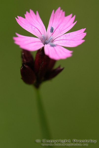 Hvozdík Kartouzek (Dianthus carthusianorum), Hvozdík Kartouzek (Dianthus carthusianorum), Autor: Ondřej Prosický, Model aparátu: Canon EOS 20D, Objektiv: Canon EF 100mm f/2.8 Macro USM, fotografováno z ruky, Doba expozice: 1/320 s, Clona: 4.00, ISO: 400, Kompenzace expozice: 0, Měření expozice: celoplošné se zvýrazněným středem, Blesk: Ne, Vytvořeno: 4. června 2006 11:49:48, Lednicko-Valtický areál (ČR)