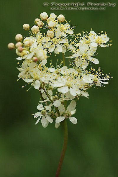 Tužebník obecný (Filipendula vulgaris), Tužebník obecný (Filipendula vulgaris), Autor: Ondřej Prosický, Model aparátu: Canon EOS 20D, Objektiv: Canon EF 100mm f/2.8 Macro USM, fotografováno z ruky, Doba expozice: 1/500 s, Clona: 5.00, ISO: 100, Kompenzace expozice: -1/3, Měření expozice: celoplošné se zvýrazněným středem, Blesk: Ne, Vytvořeno: 4. června 2006 14:22:44, Lednicko-Valtický areál (ČR)