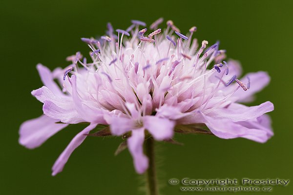 Chrastavec rolní (Knautia arvensis), Chrastavec rolní (Knautia arvensis), Autor: Ondřej Prosický, Model aparátu: Canon EOS 20D, Objektiv: Canon EF 100mm f/2.8 Macro USM, fotografováno z ruky, Doba expozice: 1/400 s, Clona: 3.50, ISO: 100, Kompenzace expozice: 0 EV, Měření expozice: celoplošné se zvýrazněným středem, Blesk: Ne, Vytvořeno: 4. června 2006 11:14:05, Lednicko-Valtický areál (ČR)