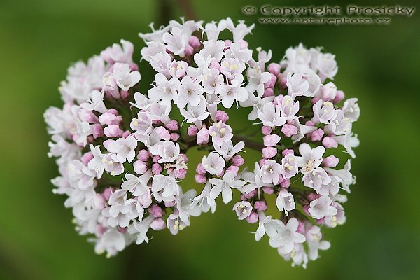 kozlík lékařský (Valeriana officinalis), kozlík lékařský (Valeriana officinalis), Valerian, Autor: Ondřej Prosický, Model aparátu: Canon EOS 20D, Objektiv: Canon EF 100mm f/2.8 Macro USM, fotografováno z ruky, Doba expozice: 1/320 s, Clona: 6.30, ISO: 200, Kompenzace expozice: 0 EV, Měření expozice: celoplošné se zvýrazněným středem, Blesk: Ne, Vytvořeno: 5. června 2006 11:57:39, Děvín, CHKO Pálava (ČR)