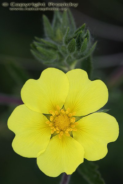 Mochna přímá (Potentilla recta), Mochna přímá (Potentilla recta), Autor: Ondřej Prosický, Model aparátu: Canon EOS 20D, Objektiv: Canon EF 100mm f/2.8 Macro USM, fotografováno z ruky, Doba expozice: 1/400 s, Clona: 5.00, ISO: 200, Kompenzace expozice: +1/3 EV, Měření expozice: celoplošné se zvýrazněným středem, Vytvořeno: 6. června 2006 13:02:55, PP Pouzdřanská step, Jižní Morava (ČR)