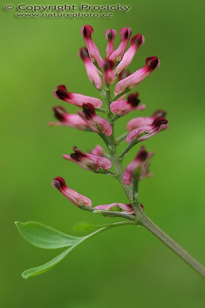 Zemědým lékařský (Fumaria officinalis), Zemědým lékařský (Fumaria officinalis), Autor: Ondřej Prosický, Model aparátu: Canon EOS 20D, Objektiv: Canon EF 100mm f/2.8 Macro USM, fotografováno z ruky, Doba expozice: 1/250 s, Clona: 4.00, ISO: 400, Kompenzace expozice: -1/3 EV, Měření expozice: celoplošné se zvýrazněným středem, Blesk: Ne, Vytvořeno: 4. června 2006 14:00:08, Lednice (ČR)